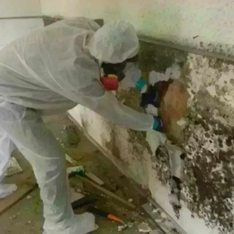 Mold Remediation and Removal in Poteau, OK